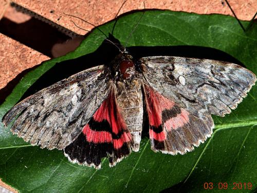 Réf. 239 396 : Catocala dilecta